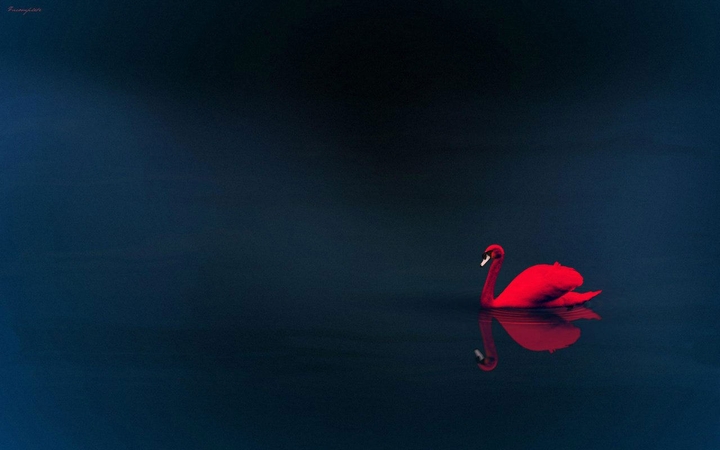 Red Swan