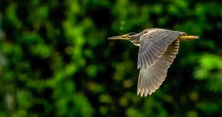 Bird