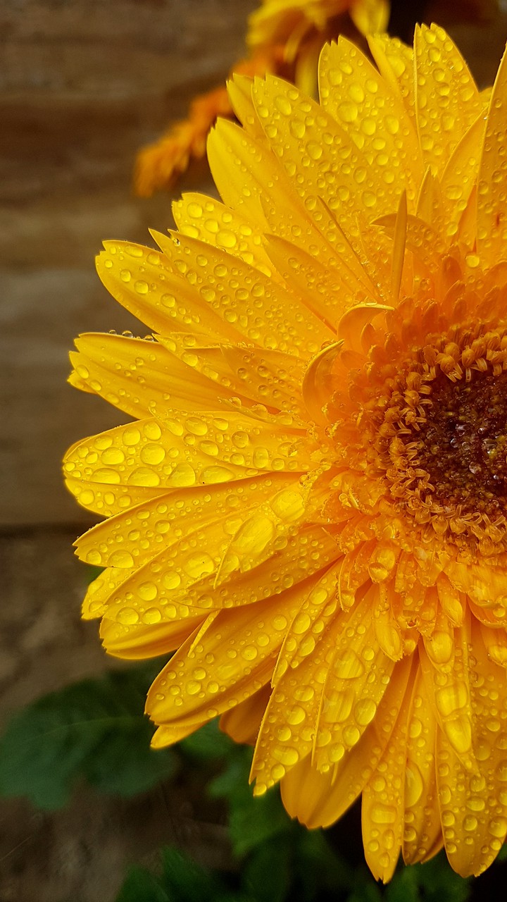 sunflower in rain-rainyday14