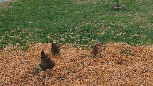 free range chickens