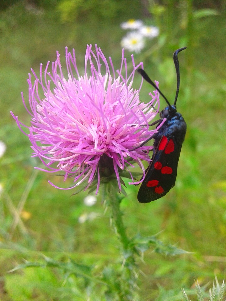 rare insects