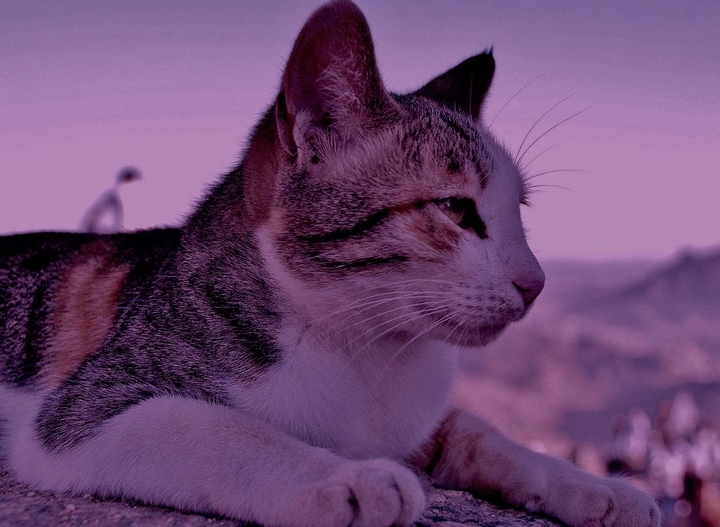 cat ??