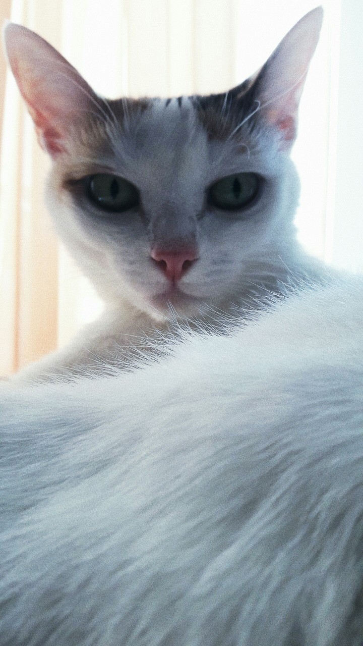 cat