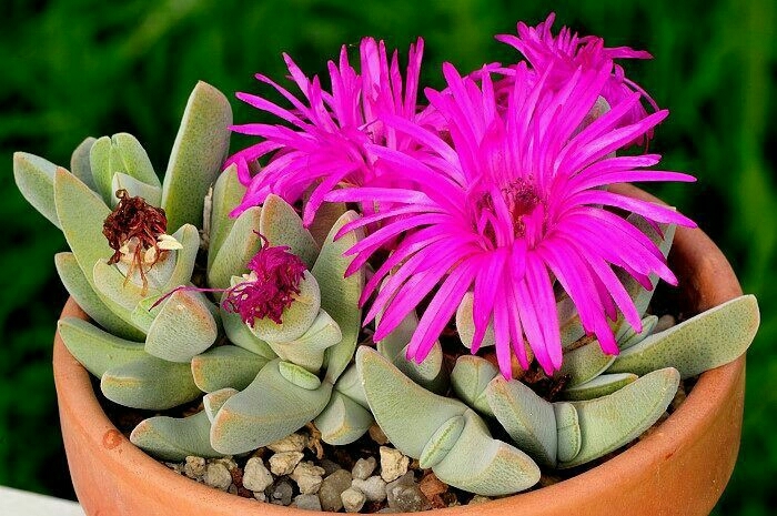 Succulent