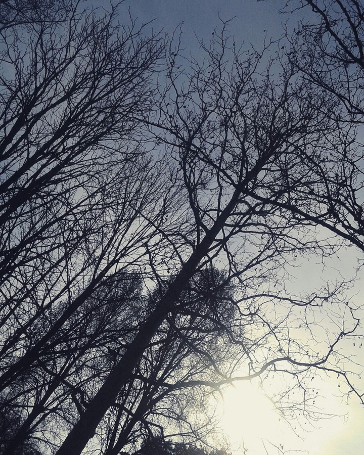 Trees