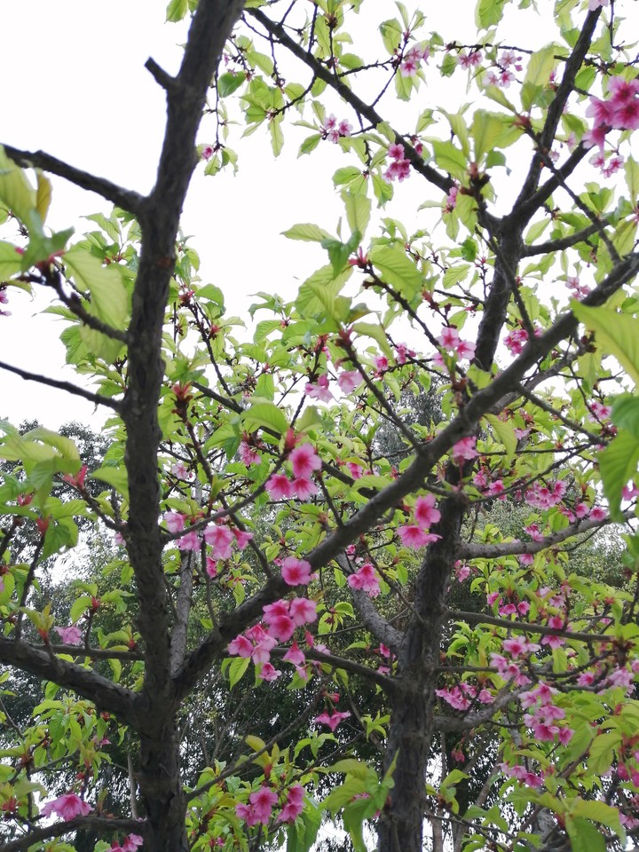 cherry blossoms