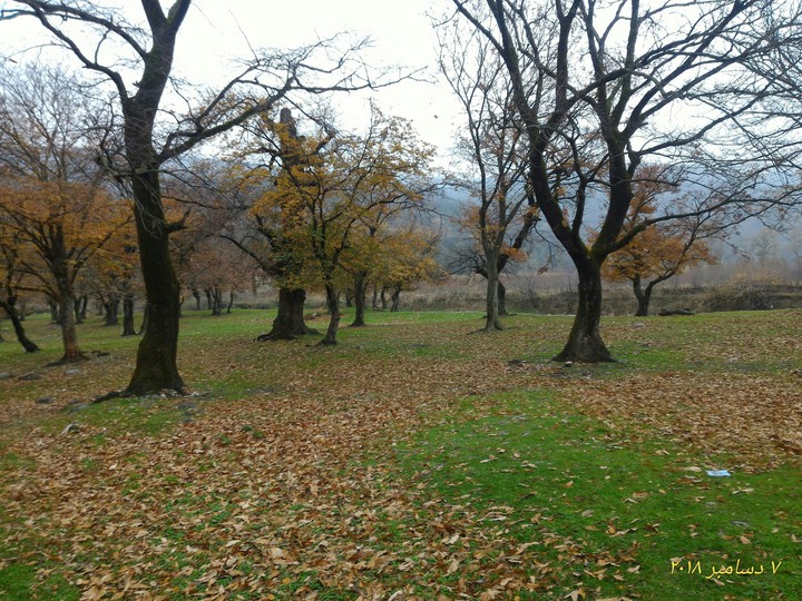 Fall in forest park