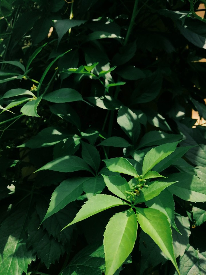 nature