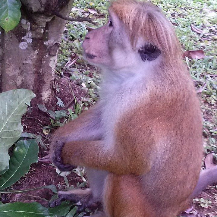 eating monkey