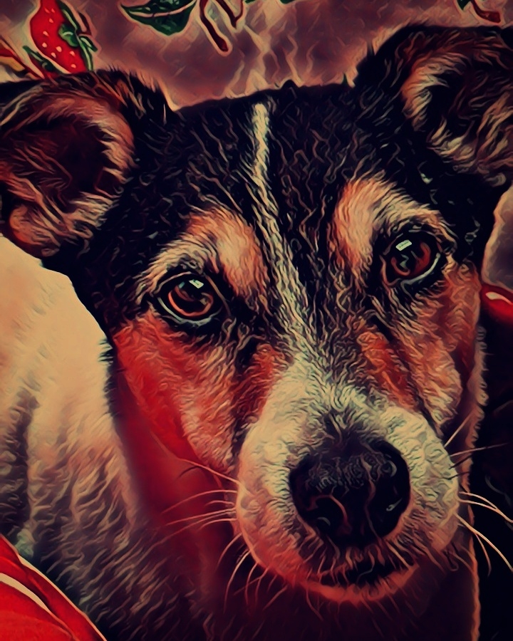 awesome dog