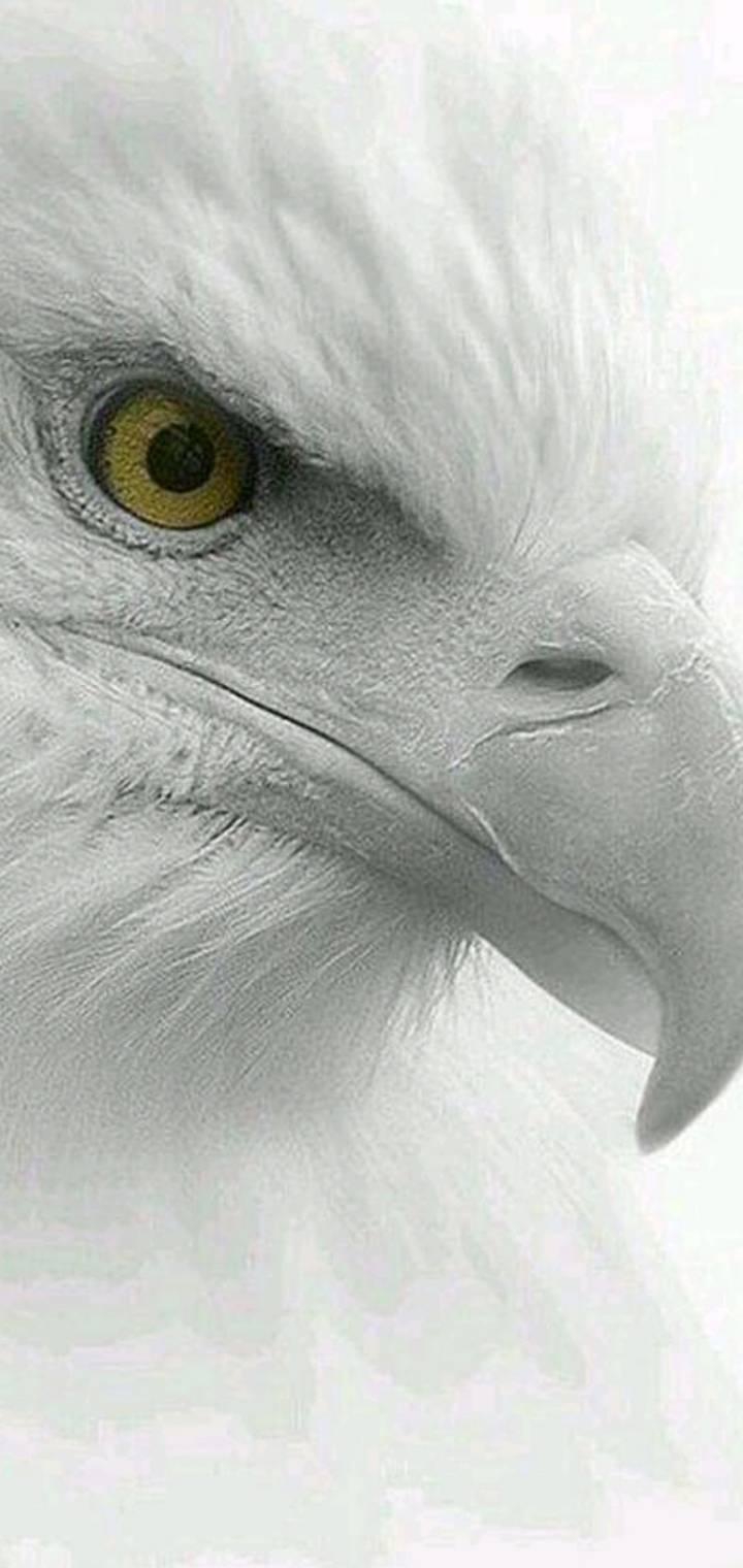 eagle the king of sky
