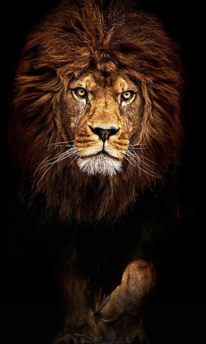 lion