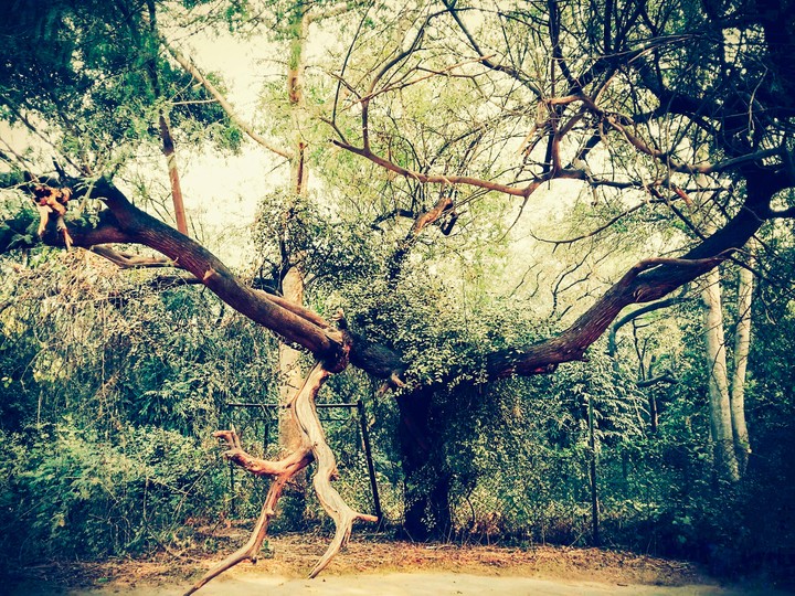 tree branches