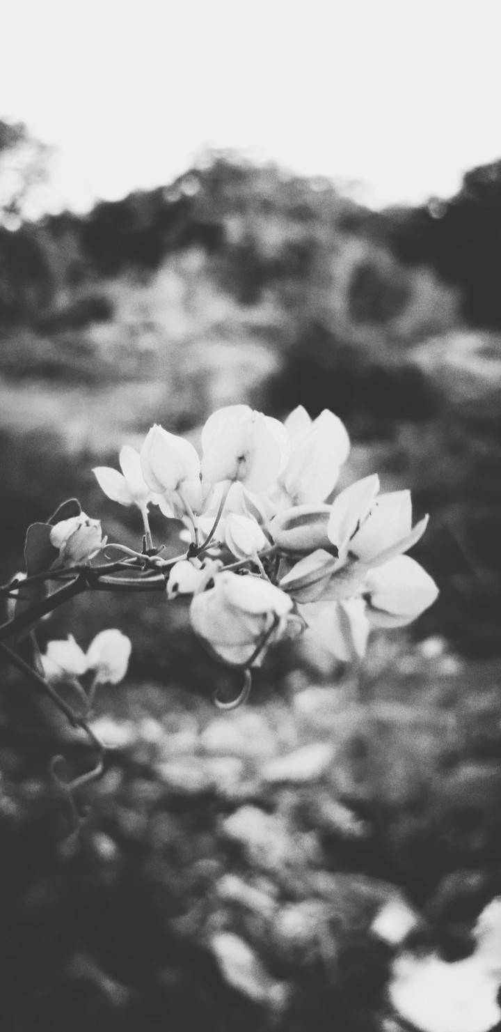 Flora