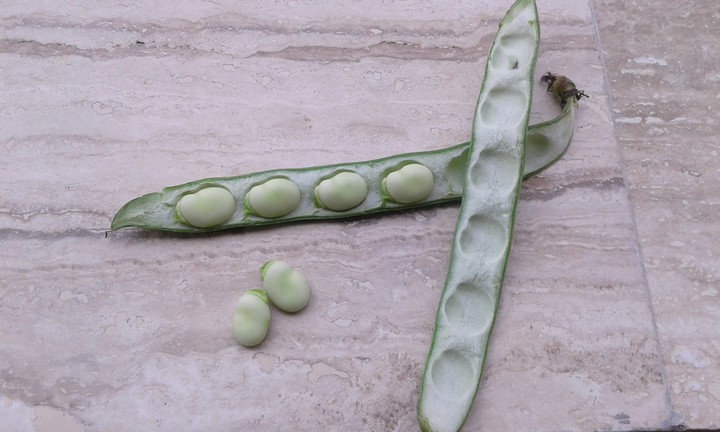 beans