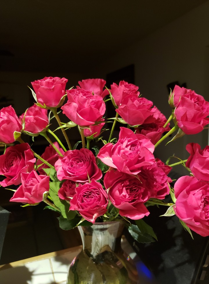 roses flowers