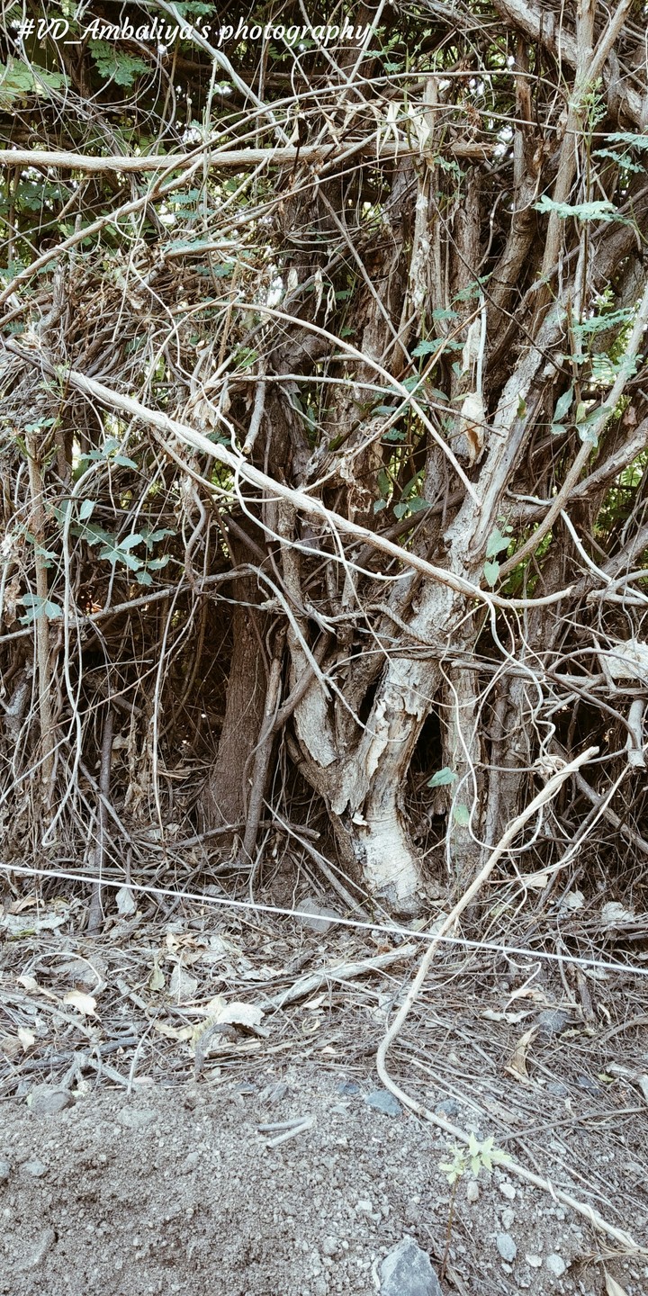 NATURE