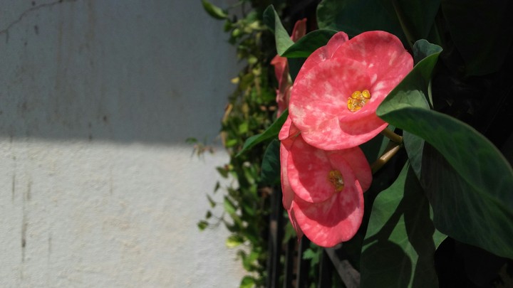 The backyard beauty