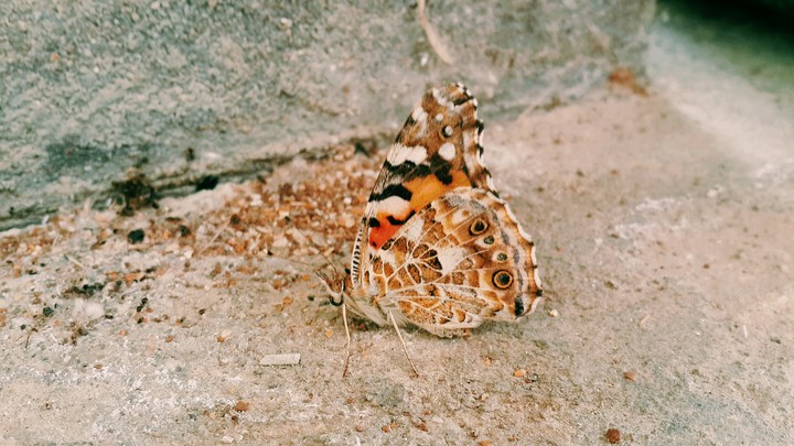 butterfly