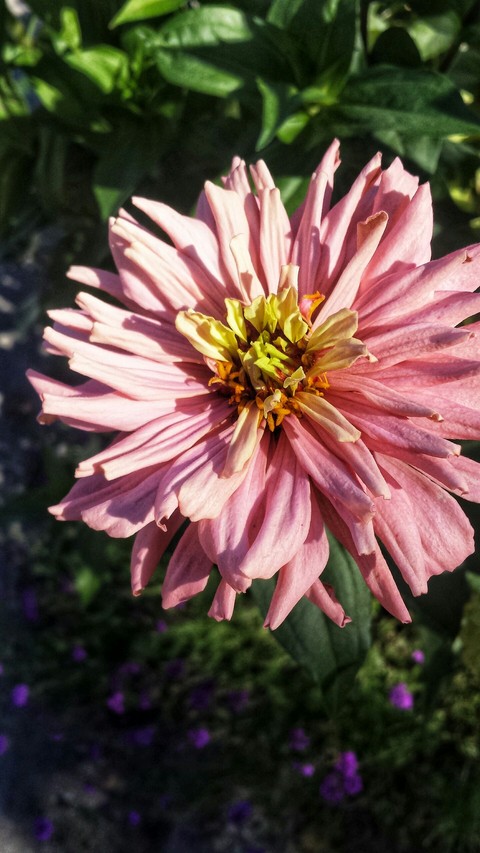 flowerpower