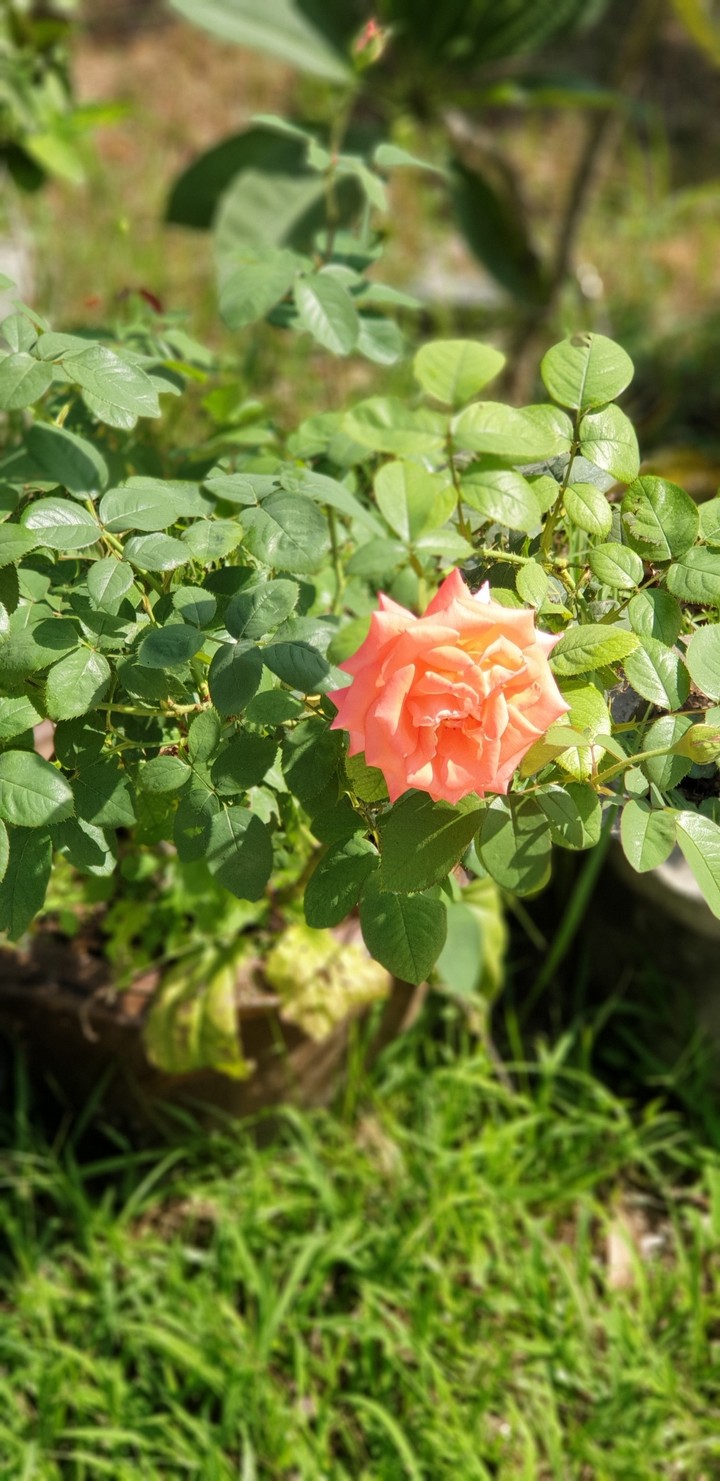 rose