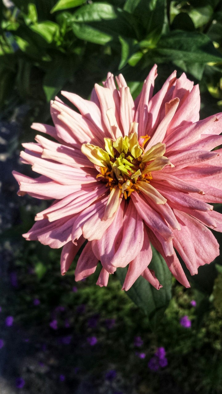 flowerpower