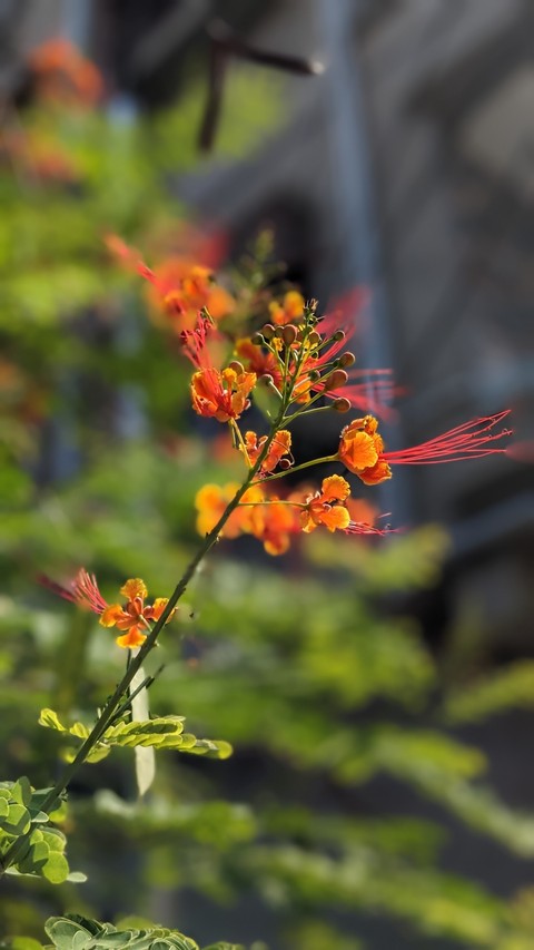 googlepixel6a, wildflower वॉलपेपर