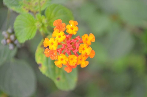 wild flower