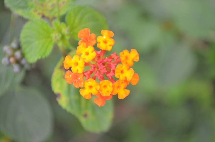 wild flower