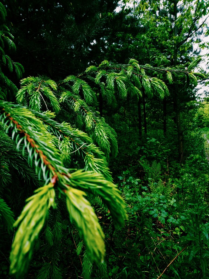 Nature