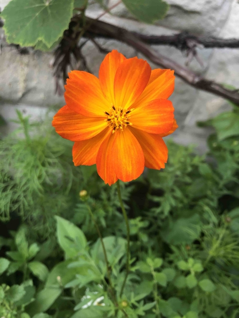 plant, yellow háttérképek