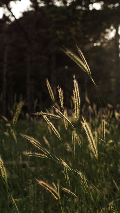sedges, wind háttérképek