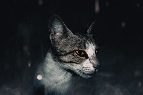 the cat
