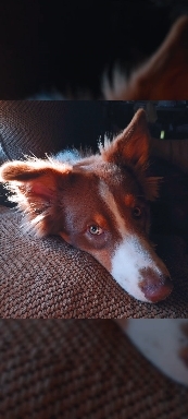 RIP My Beautiful Bear  4-23-2023