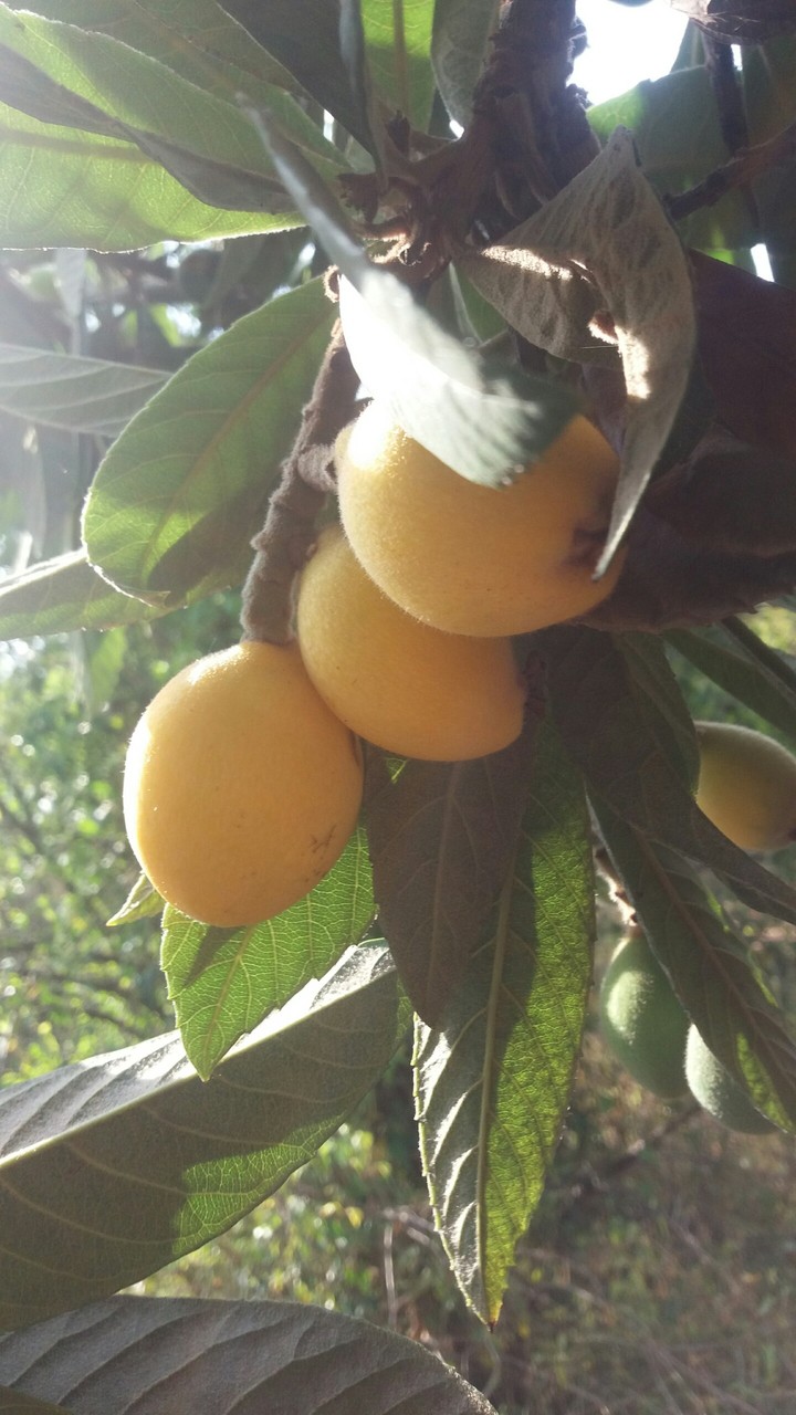 plant