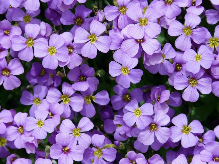 More Flowers..