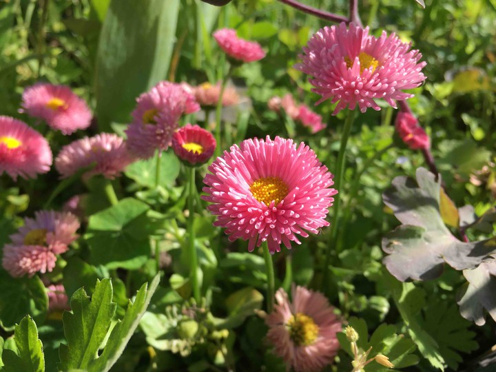 daisies