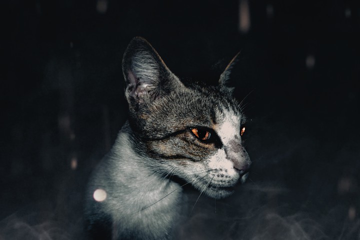 the cat