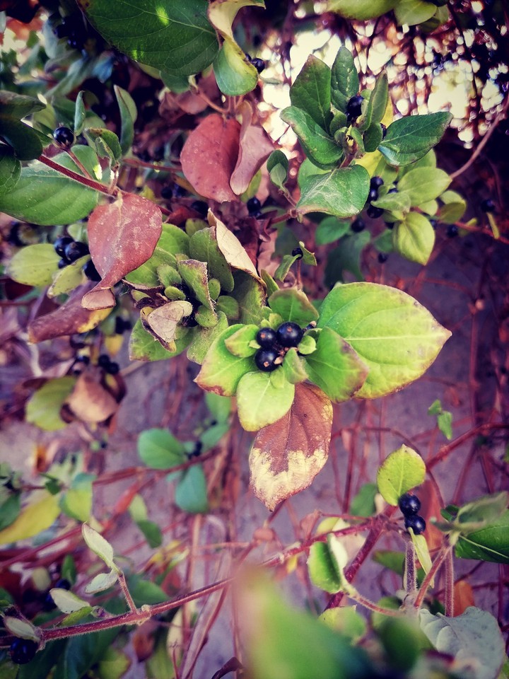 The End of Autumn