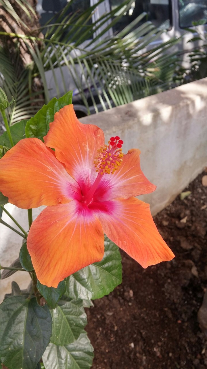 flower