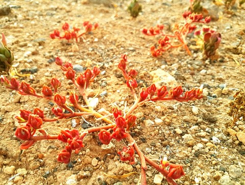 Desert Flowers