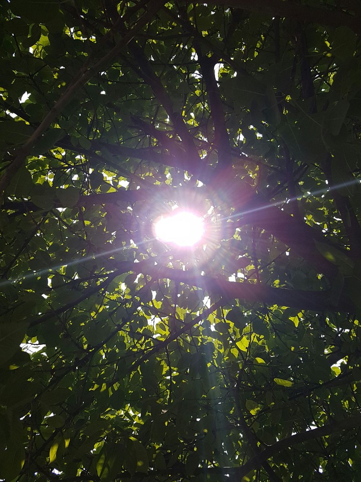 sun n tree
