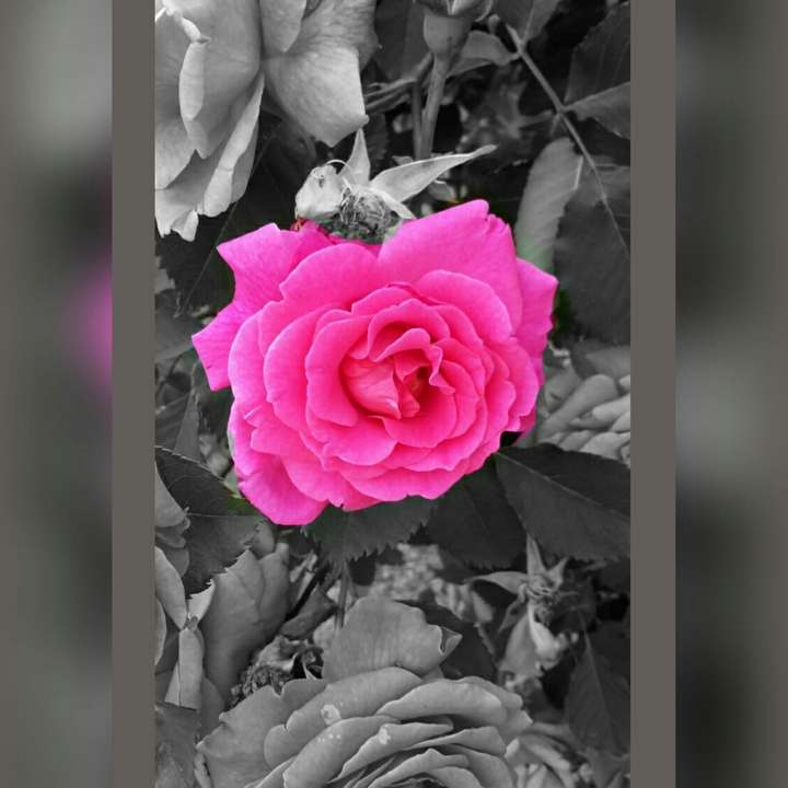 Pink Rose