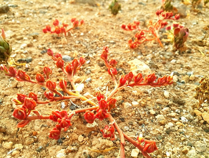 Desert Flowers