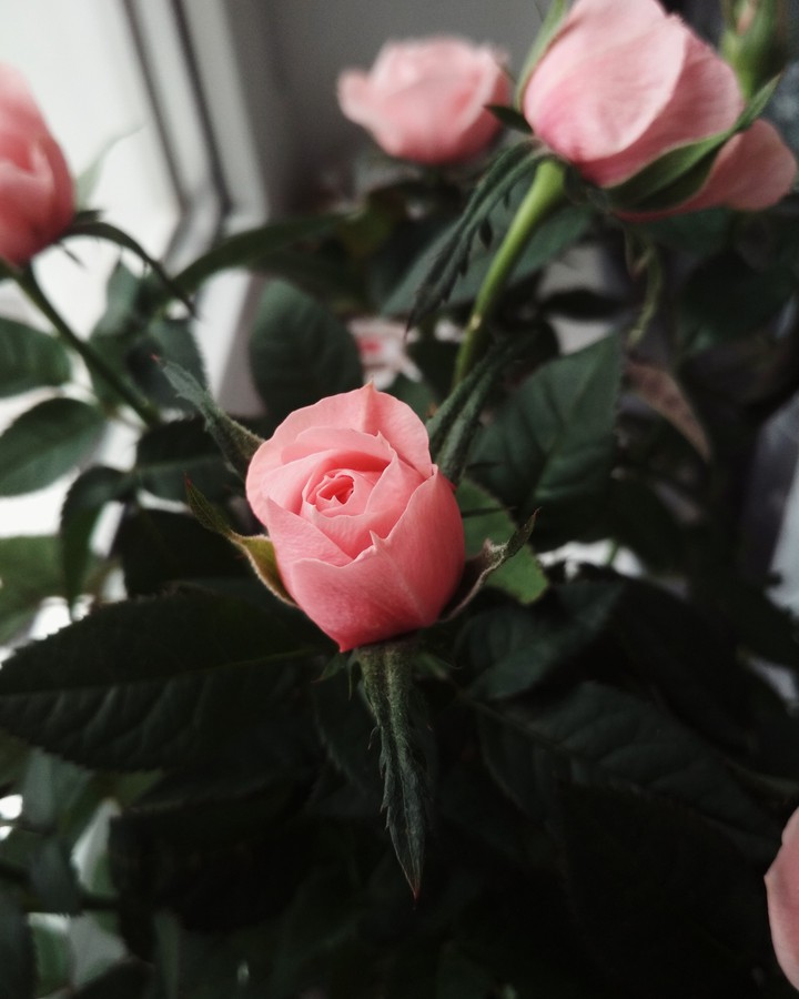 flowers