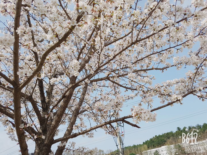 벚꽃향기 물씬