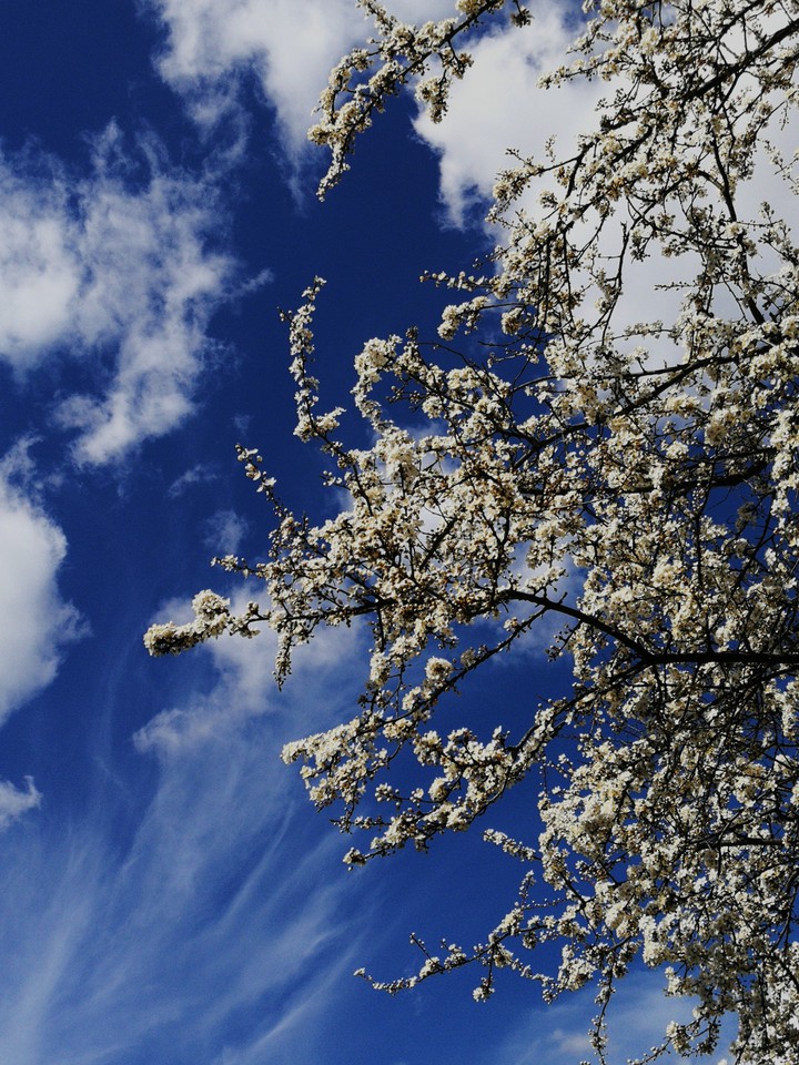 white and blue