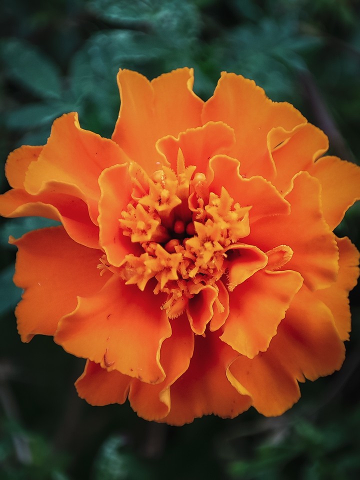 orange marigold