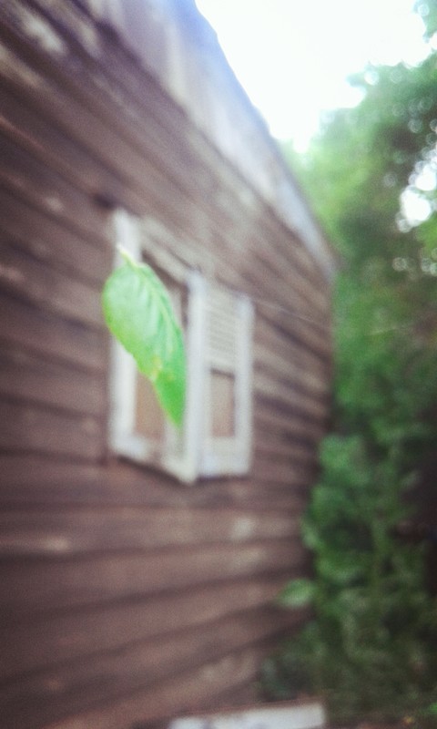 רקעים hoja, verde