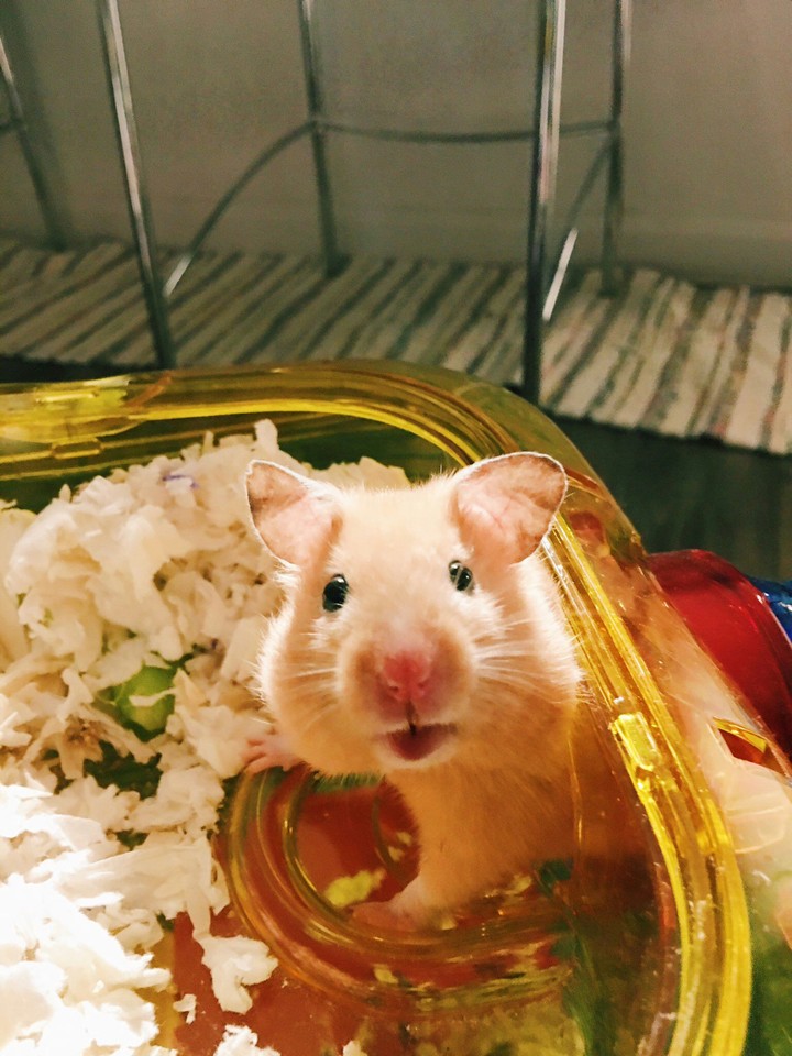 Hamster..